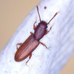 Silvanus unidentatus