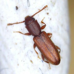 Silvanus unidentatus