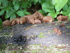 Auricularia angiospermarum