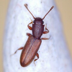 Silvanus unidentatus