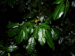 Protium heptaphyllum