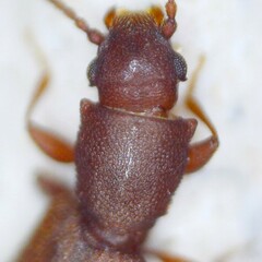 Silvanus unidentatus