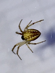 Larinia