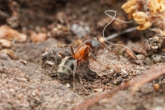 Liometopum occidentale