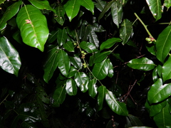 Protium heptaphyllum