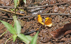 Tegosa