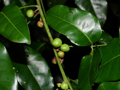 Protium heptaphyllum