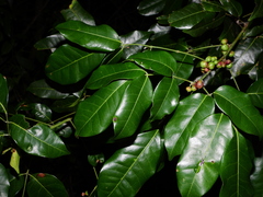 Protium heptaphyllum