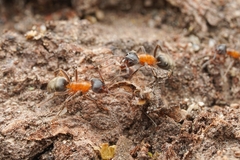 Liometopum occidentale