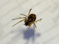 Larinia