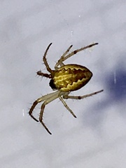 Larinia