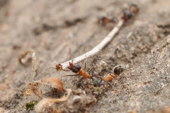 Liometopum occidentale