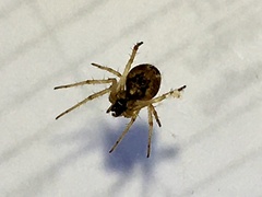 Larinia