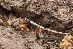 Liometopum occidentale