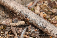 Liometopum occidentale