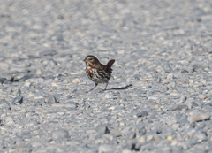 Passerella iliaca iliaca