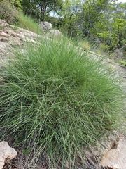 Triodia stenostachya