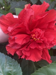 Dianthus caryophyllus