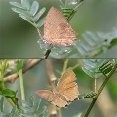 Surendra quercetorum