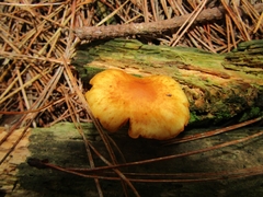 Gymnopilus penetrans