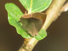 Surendra quercetorum