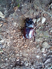Phyllognathus excavatus