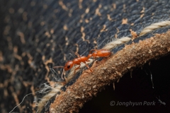 Pseudomyrmex apache