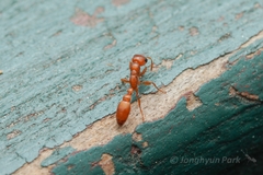 Pseudomyrmex apache