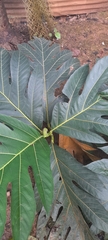 Artocarpus altilis