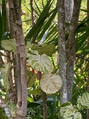 Polyscias balfouriana