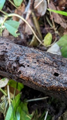 Lasiosphaeria ovina