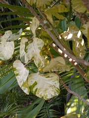 Polyscias balfouriana