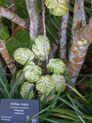 Polyscias balfouriana