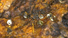 Lasiosphaeria ovina