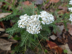 Achillea millefolium