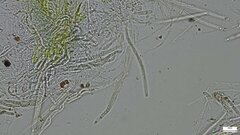 Lasiosphaeria ovina