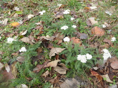 Achillea millefolium