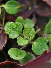 Veronica hederifolia-sublobata-triloba