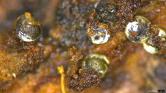 Lasiosphaeria ovina