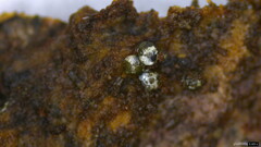 Lasiosphaeria ovina