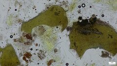 Lasiosphaeria ovina