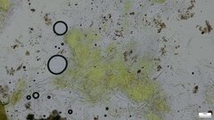 Lasiosphaeria ovina