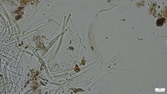 Lasiosphaeria ovina