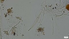 Lasiosphaeria ovina
