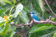 Alcedo coerulescens