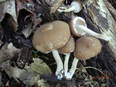 Psathyrella pseudovernalis