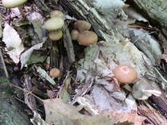 Psathyrella pseudovernalis