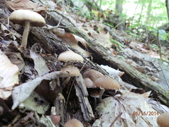 Psathyrella pseudovernalis