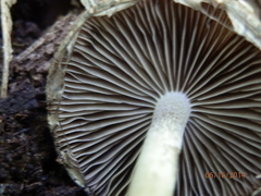 Psathyrella pseudovernalis