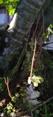 Peperomia rotundifolia